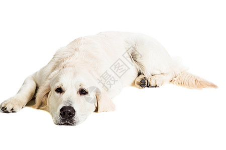 白色背景上的拉布拉多追寻褐色警报工作室动物哺乳动物猎犬主题犬类宠物金发女郎图片