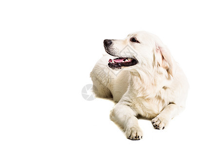 白色背景上的拉布拉多追寻哺乳动物警报猎犬家畜工作室主题褐色犬类动物金发女郎图片