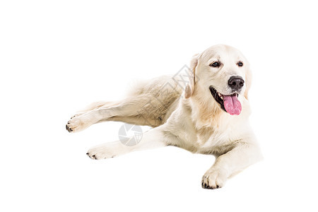 白色背景上的拉布拉多追寻工作室家畜褐色猎犬哺乳动物动物犬类主题金发女郎宠物图片