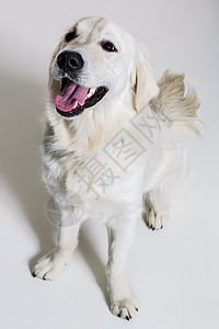 白色背景上的拉布拉多追寻动物工作室主题褐色哺乳动物家畜猎犬警报犬类宠物图片