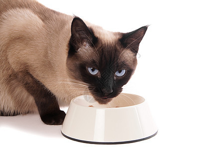 带有喂养碗的猫动物猫咪饲料连体宠物小猫猫科背景图片