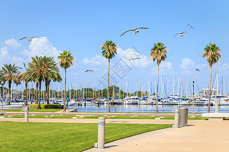 美国佛罗里达州圣彼得堡有游艇和海鸥的海湾城市港口天际热带码头棕榈景观市中心建筑学海岸图片