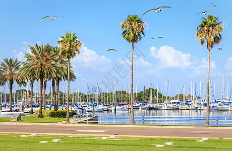 美国佛罗里达州圣彼得堡有游艇和海鸥的海湾码头景观港口棕榈城市建筑学海岸热带天际市中心图片