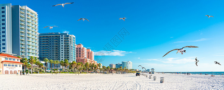 美州佛罗里达州美丽的清水海滩 白沙滩和海鸥假期海湾棕榈旅行码头海岸天气建筑学天空海岸线图片