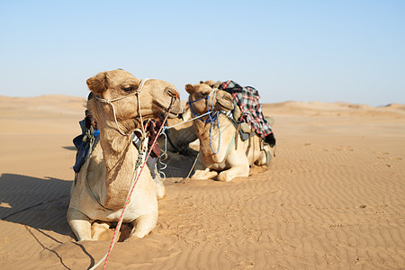 最完美的沙漠运输 在沙漠中被一队骆驼击中图片