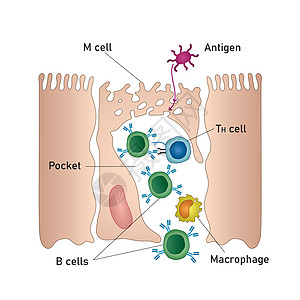 Mucosal免疫系统图 医疗矢量说明图片