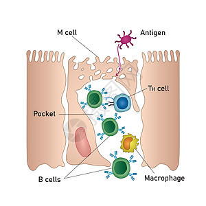 Mucosal免疫系统图 医疗矢量说明图片
