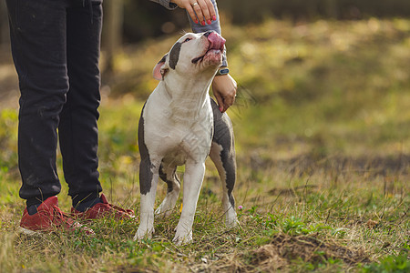 在操场上养狗的斗牛犬场地犬类员工微笑喜悦攻击衣领小狗猎犬宠物图片