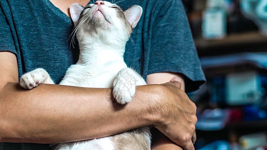 亚洲人抱着猫 最好的朋友概念 男人爱猫创意背景白色灰色朋友动物胡子成人友谊小猫猫科动物毛皮图片