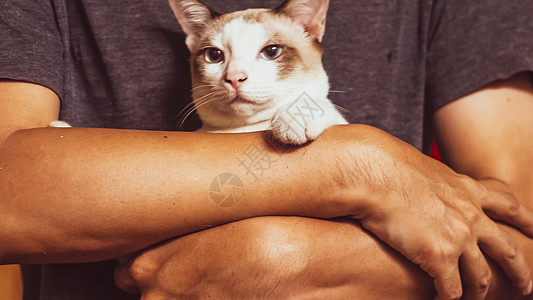 亚洲人抱着猫 最好的朋友概念 男人爱猫创意背景小猫白色毛皮成人灰色胡子动物猫科动物友谊猫咪图片