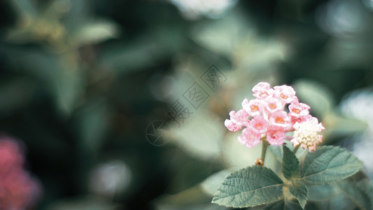 大自然最小概念     绿色叶背景 有小粉红色花朵热带情调兰花海报植物群丛林宏观荒野花园植物图片