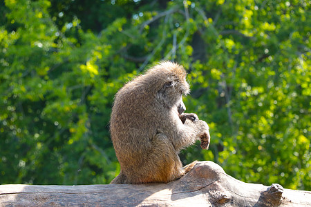 一只猴子坐在树上清洗羊毛 疾病的传播 大流行 病毒在人与人之间传播 这是一个全球性问题背景图片