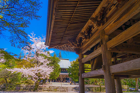 圆环寺卡马库拉市樱花婚姻花瓣景点殿堂旅游蓝天晴天叶子粉色枕仓图片