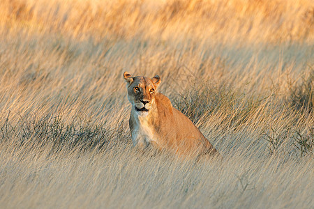 日落时分在干草原上狮子座图片