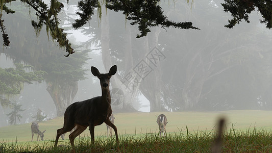 野生的幼鹿 家畜放牧 在雾密森林里的树 加利福尼亚州小鹿树木荒野少年红鹿气氛毛皮牧场草地野生动物图片
