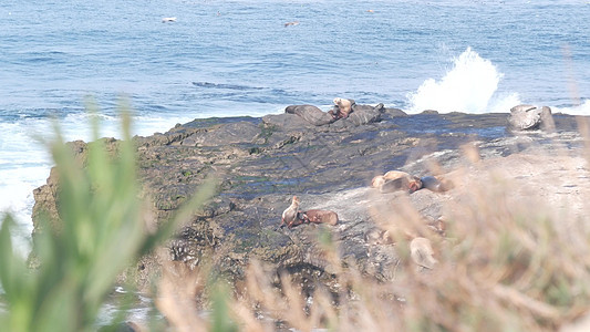 野海豹咆哮 海狮栖息在加利福尼亚野生动物的 岩石海洋海滩上海岸支撑植物栖息地波浪海岸线生态旅游旅游殖民地悬崖图片