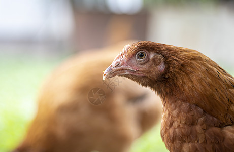 院子里的一只小红鸡正在找食物吃 农业产业 养殖鸡 自然界中一只红鸡的特写镜头 自由放养农场的家禽 走在院子里图片