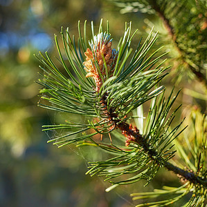 苏格兰樟子松雄性花粉在丹麦常绿针叶林中生长的树上开花 生长在松树枝上的花 自然界中树枝上针和芽的特写图片