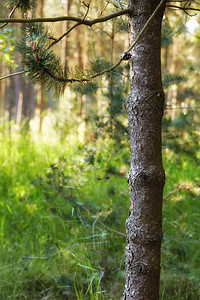 在丹麦的一个夏日 在森林里生长的一棵松树的特写树干 野外宁静的自然景观 树皮质地和郁郁葱葱的绿草生长在自然界的偏远地区图片