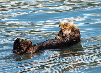 在苏厄德附近的复活湾漂浮在水上海洋野生动物风景哺乳动物假期动物旅行毛皮荒野游泳图片