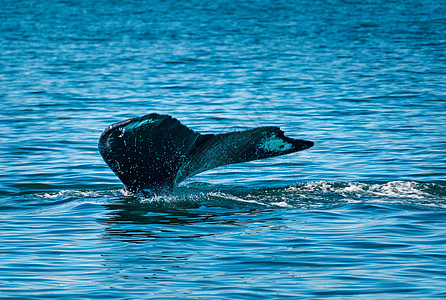 在苏厄德附近的复活湾 精鲸的尾巴旅游旅行游客哺乳动物荒野喷雾海洋动物精子野生动物图片