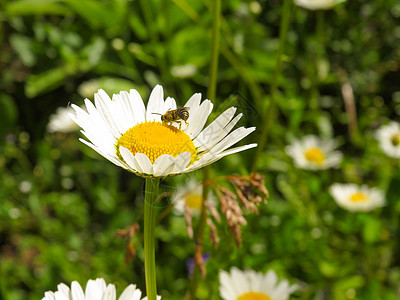 在字段背景上孤立的 daisies 或 disies图片