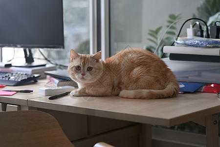 可爱的猫坐在靠近电脑 pc 和文具的木桌上 家庭办公桌图片