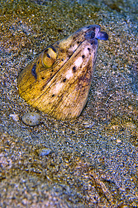 印度尼西亚布纳肯国家海洋公园水生生物生态海上生活鳗鱼野生动物生态旅游环境自然保护海洋珊瑚图片