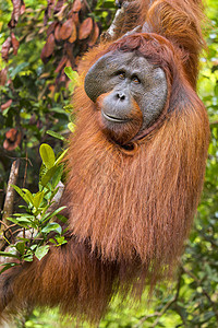 Orangutan 婆罗洲国家公园生态旅游热带雨林行为灵长类野生动物动物学荒野环境濒危生物图片
