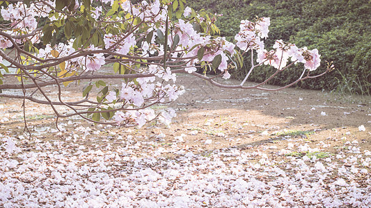 一朵粉红色花朵的枯萎落花躺在地上覆盖着水面粉红色的樱花落花瓣 美好的浪漫背景 春天宏观植物群阳光花园季节公园地面树叶植物图片