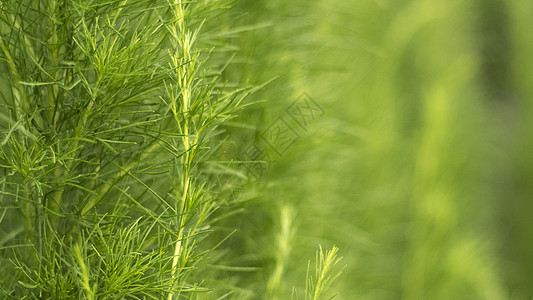 公园里黄花叶的柔焦特写 春夏时节 在阳光下的特写 在田间和早晨温暖的阳光下种植图片