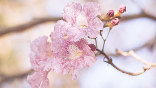 特写美丽的粉红色 bloosom 花 婚礼或情人节背景 爱情概念 软模糊焦点 棕褐色复古柔和色调明信片樱花花园植物学香气礼物宏观图片