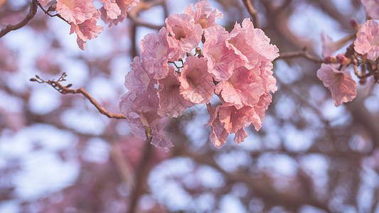 特写美丽的粉红色 bloosom 花 婚礼或情人节背景 爱情概念 软模糊焦点 棕褐色复古柔和色调脆弱性明信片宏观植物季节花瓣花园图片