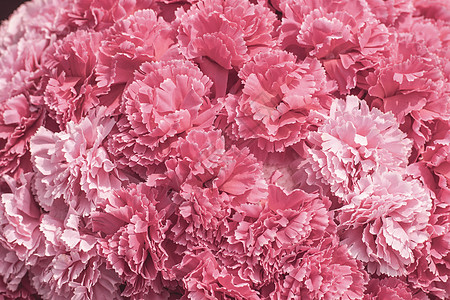 选择性聚焦美丽的粉红色花朵背景 抽象柔和甜美的粉红色花朵背景 美丽的粉红色玫瑰花开花花卉背景设计花卉 情人节背景婚礼植物花园植物图片