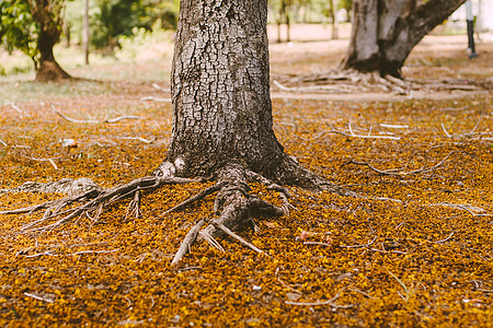 选择性焦点复杂的地上根系被落叶包围的树 一棵树的根长在地上 覆盖着秋天的落叶地面薄雾荒野生态植物木头森林丛林天气树干图片