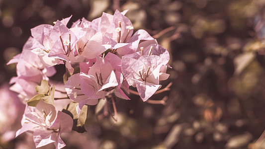 粉红色花藤 西班牙的花朵和园艺风格粉色热带花园生长植物学公园植物花瓣墙纸壁纸图片