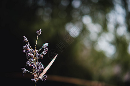 花有选择性地聚焦于暗绿色自然背景bokhe昆虫野生动物太阳荒野宏观植物蓝色蝴蝶季节生长图片