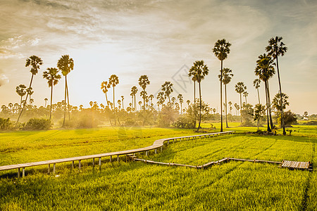 日落时热带棕榈树之间美丽的木制竹竹桥棕榈场地天空麦田旅行稻田田野风景农业农田图片