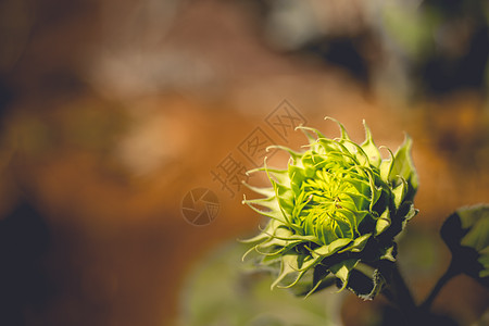 清晨阳光明亮的柔软光芒 微弱地聚焦着充满活力的向日葵花芽植物群花蕾宏观花头向日葵花园植物学叶子植物食物图片