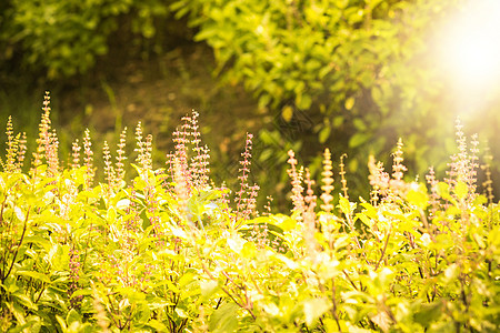 自然背景 长满野花的美丽草地 夏季乡村景观与草地和阳光 户外美丽的夏季金子场地地平线日落植物群种子季节农业花园太阳图片