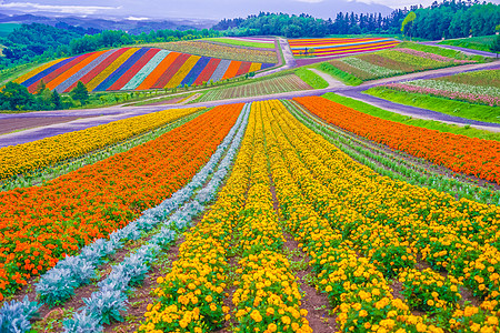 北海道花田油田北海道Bieicho天空植物花瓣地球爬坡草原庭园木头场地丘陵背景