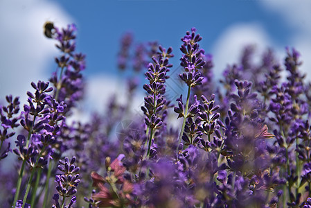 花朵中的青紫寄生虫文库工厂图片