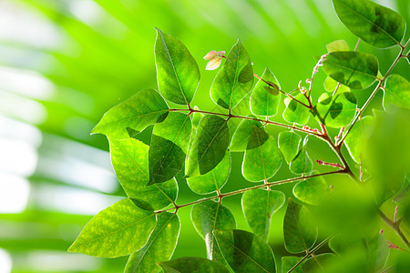 热带热带种植绿色树叶生长的热带绿叶花园森林植物群墙纸环境环境问题植物背景图片