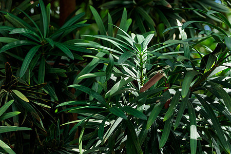热带热带种植绿色树叶生长的热带绿叶花园墙纸植物群森林环境问题环境植物背景图片