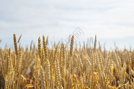 在阳光明媚的夏日 田地里有黄色成熟的小麦耳朵植物农村场景天空粮食晴天环境金子大麦稻草图片