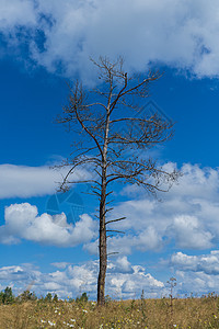 死树在大草原上 天空充满戏剧性的天空 旧的孤独树在田地中与蓝天对立图片