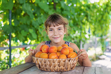 孩子有杏子园艺人收成 有选择性的焦点横幅植物晴天女士杏子宏观篮子微笑花园喜悦图片