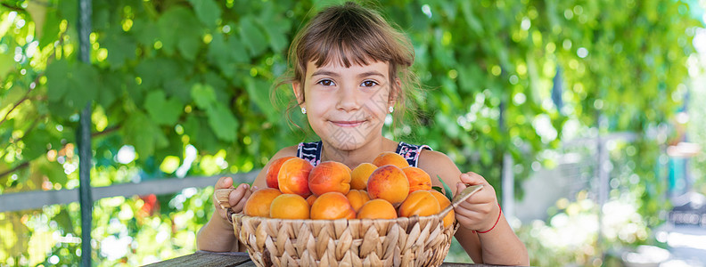 孩子有杏子园艺人收成 有选择性的焦点橙子展示水果植物喜悦横幅食物女士女孩杏子图片