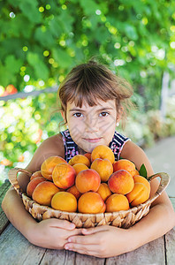 孩子有杏子园艺人收成 有选择性的焦点水果农业宏观微笑女士孩子们横幅晴天花园女孩图片