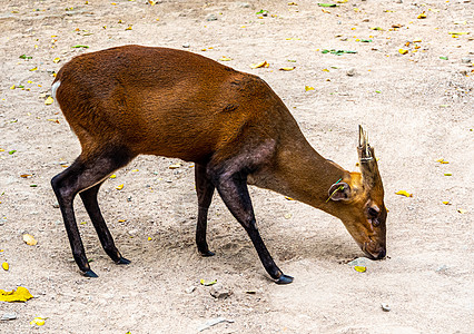 一只在动物园里爬起的干燥地面上叫叫鹿 耳朵上有一只TAG哺乳动物公园动物野生动物红色环境棕色喇叭标签图片